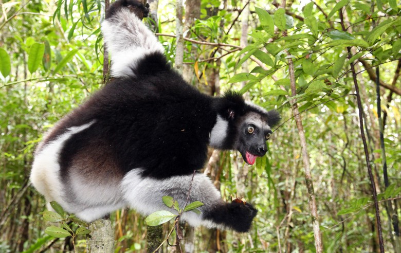 Indri, den största lemuren