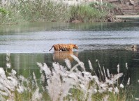 Natur i Sydasien