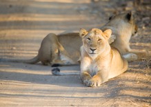 Lurigt leende från ett asiatiskt lejon i Sasan Gir