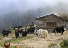 Jakar i Jase Bhanjyang