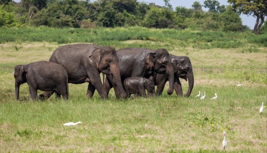 Sri Lanka
