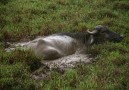 Buffel som svalkar sig