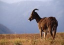 Nilgiri Thar
