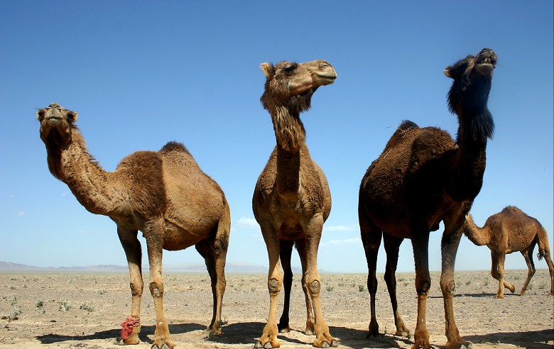 Dromedarer har inte mycket att göra i dagens Iran