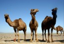 Dromedarer har inte mycket att göra i dagens Iran