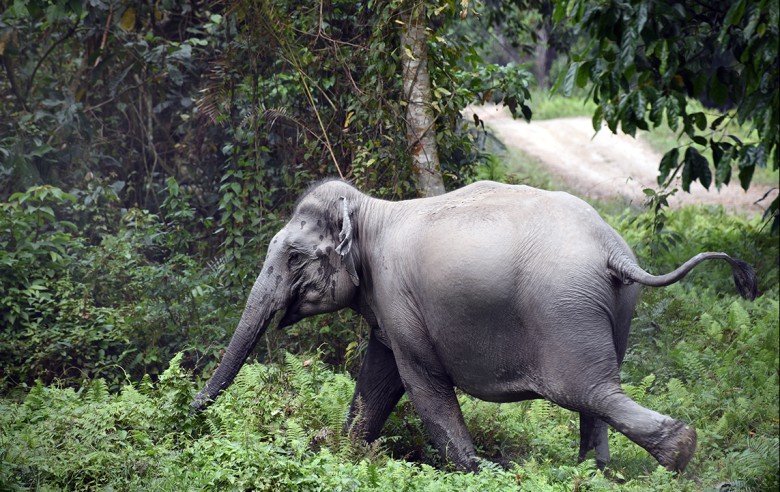 elefant1