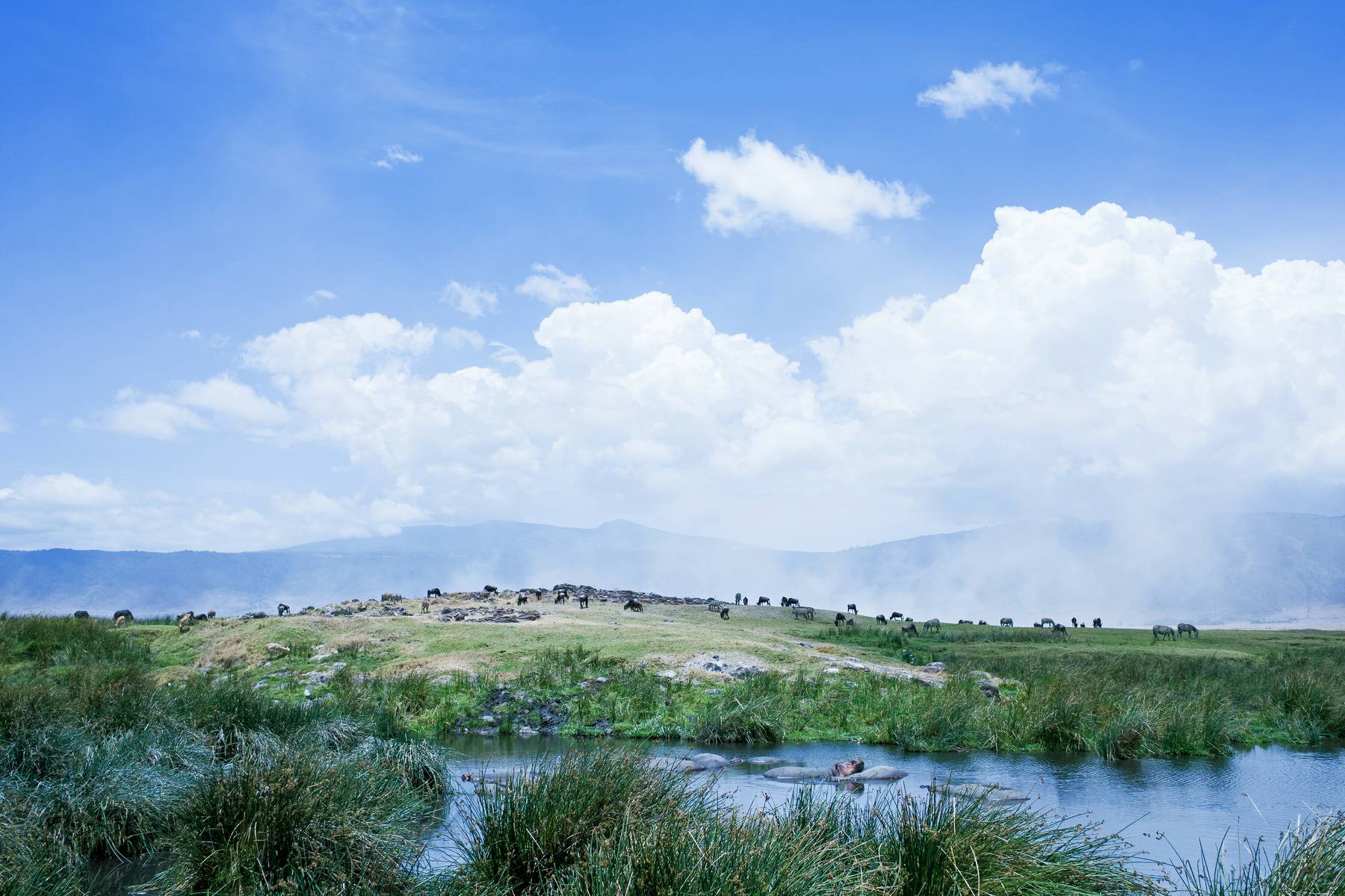 Flodhästar Ngorongoro
