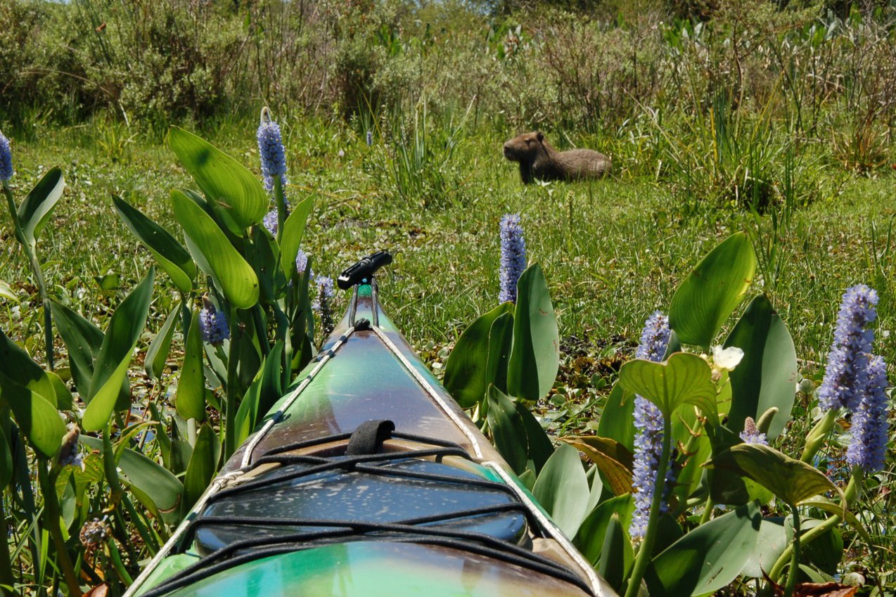 Med kayak upptäcker du djur och natur