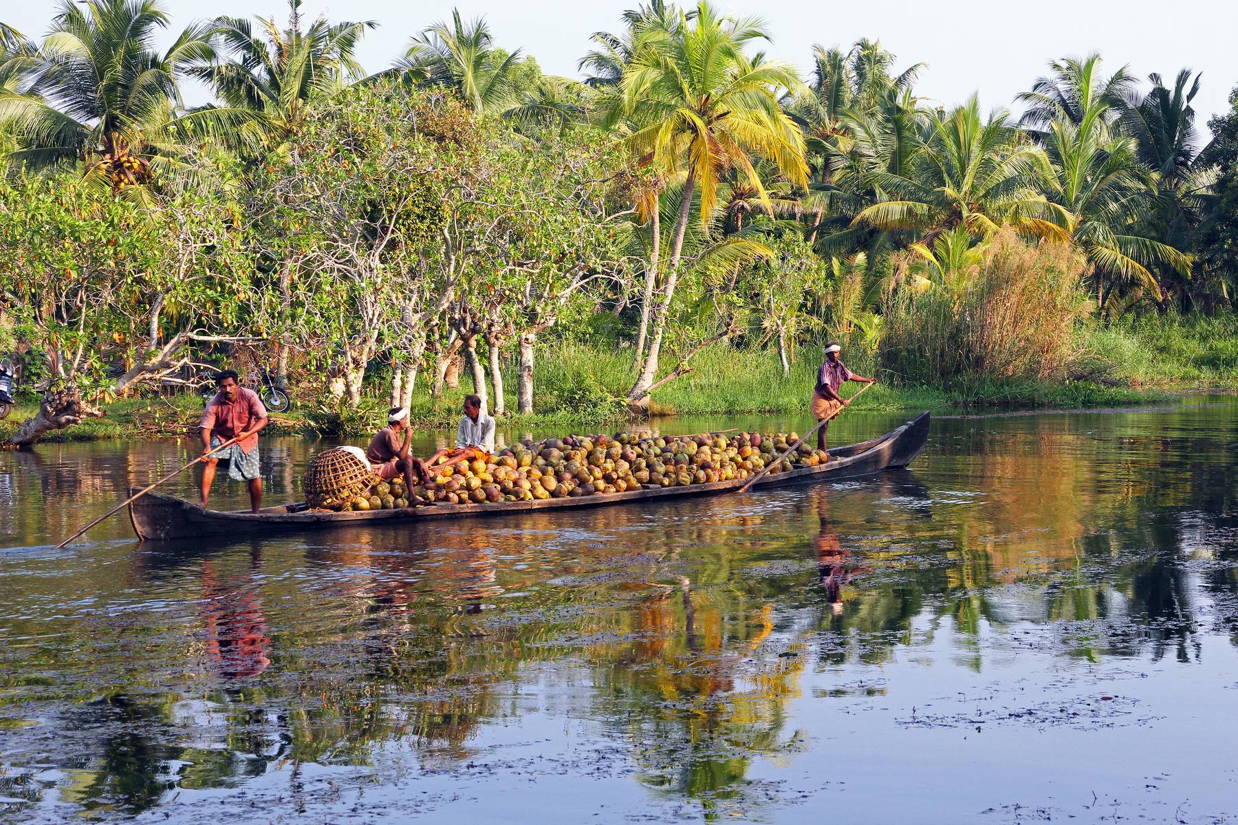 Kokostransport genom Backwaters