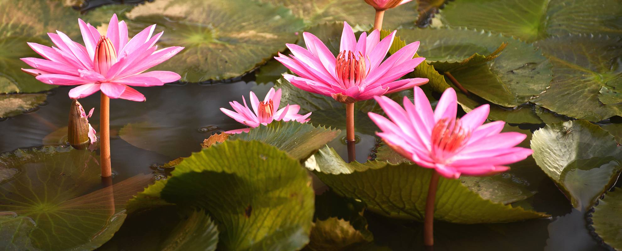 Lotusblomman är vanligt förekommande i Kerala