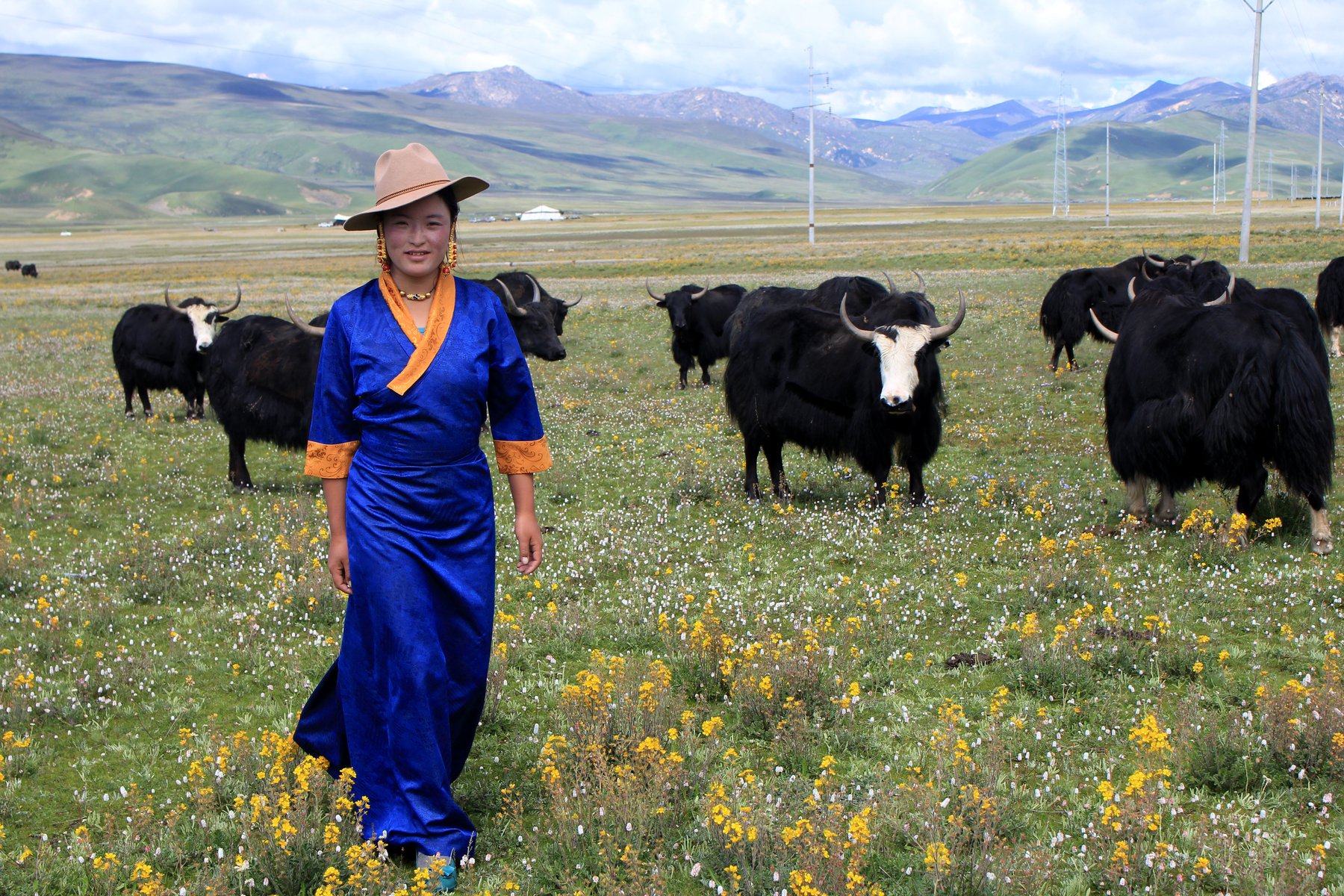En tibetansk nomad med sina jakar i Litang