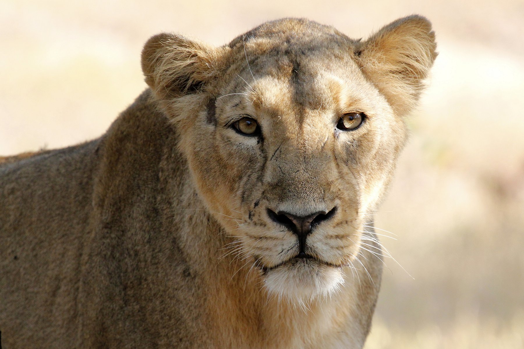 Det asiatiska lejonet finns bara i Gir nationalpark