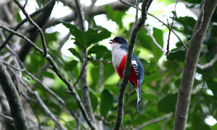 Tocororo - Kubas nationalfågel