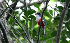 Tocororo - Kubas nationalfågel