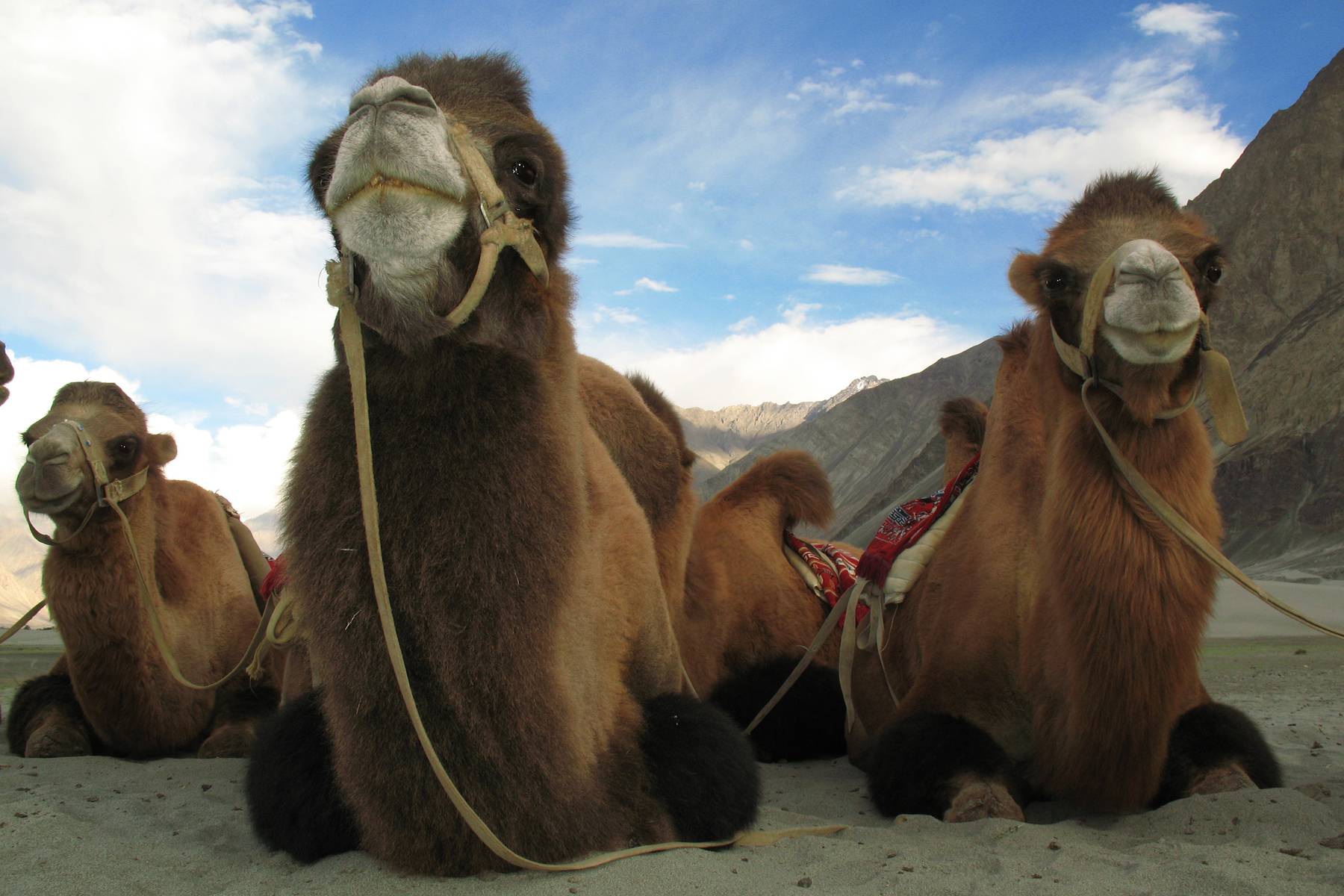 Du kan få möjlighet att rida kamel