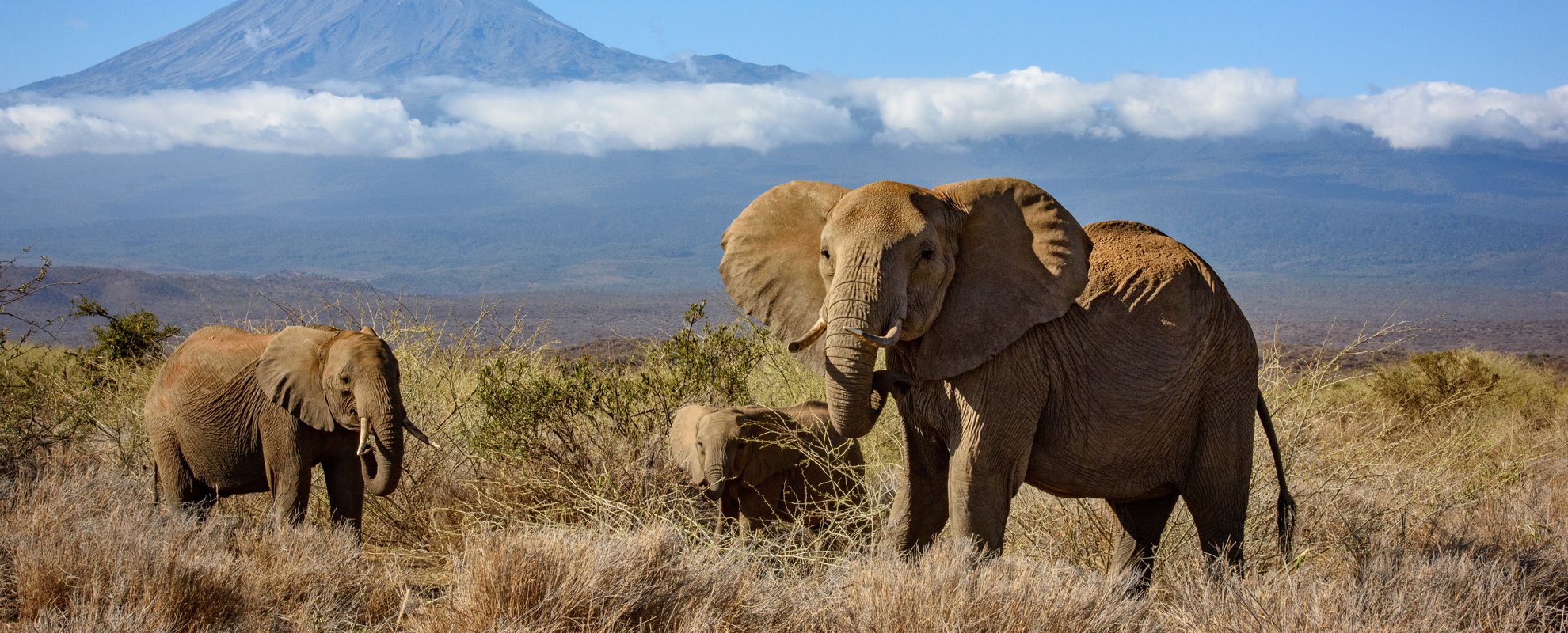 Elefanter och Kilimanjaro