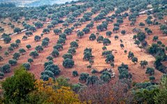 Olivträd vid Ajloun