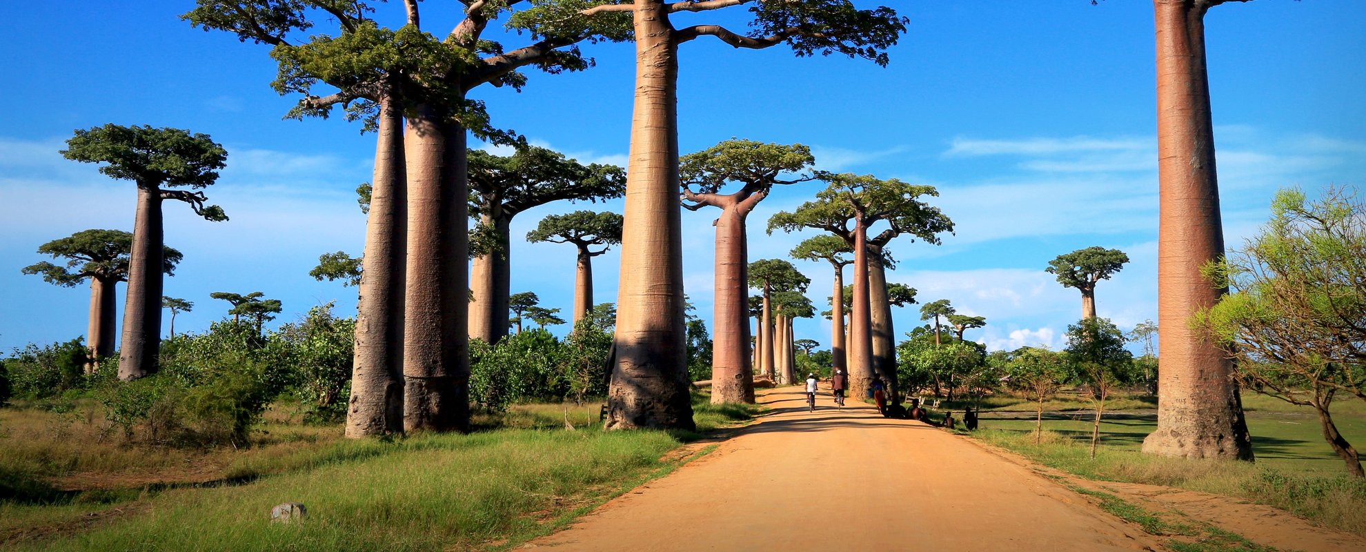 De mäktiga baobabträden