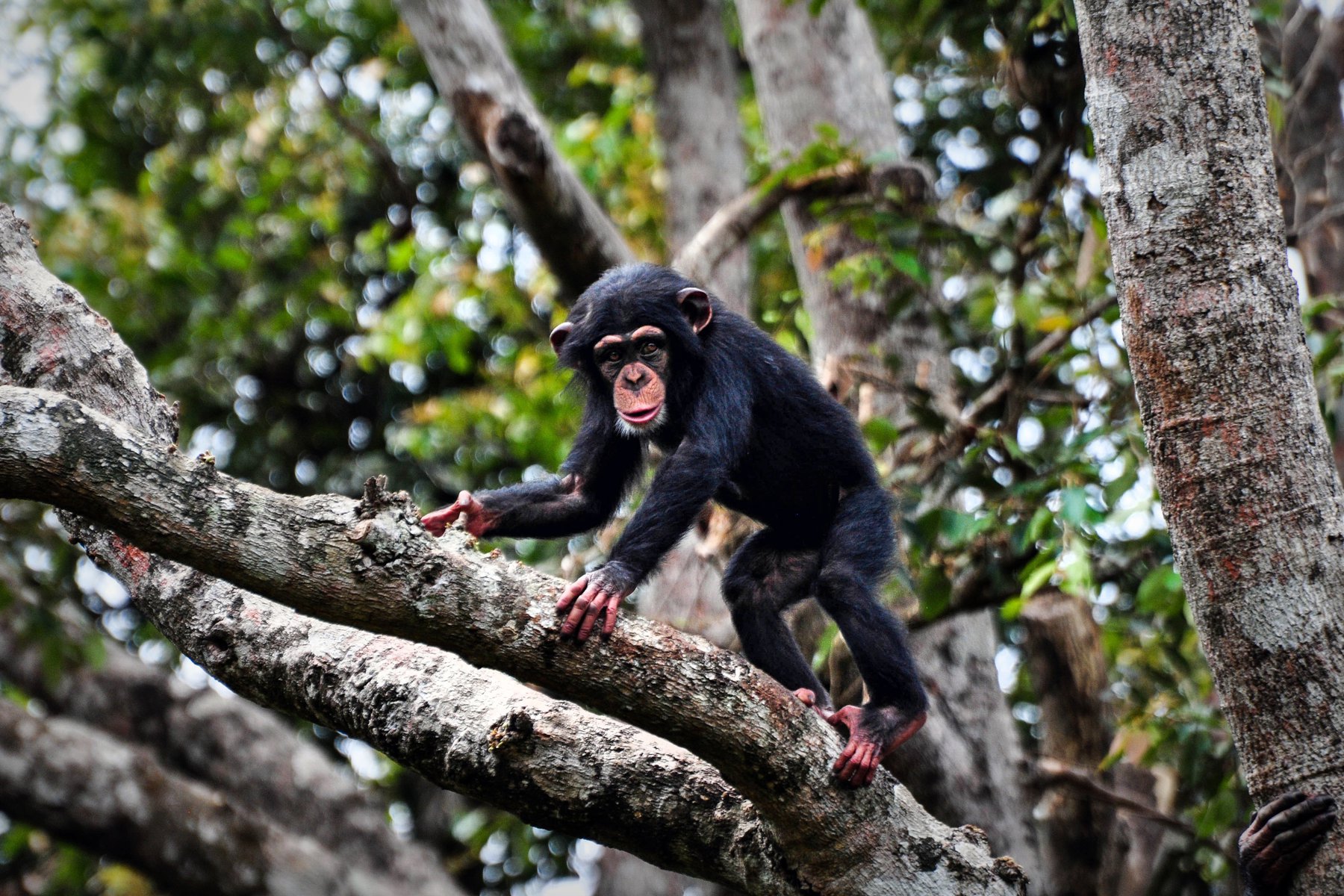 Mötet med schimpanserna är en av resans höjdpunkter