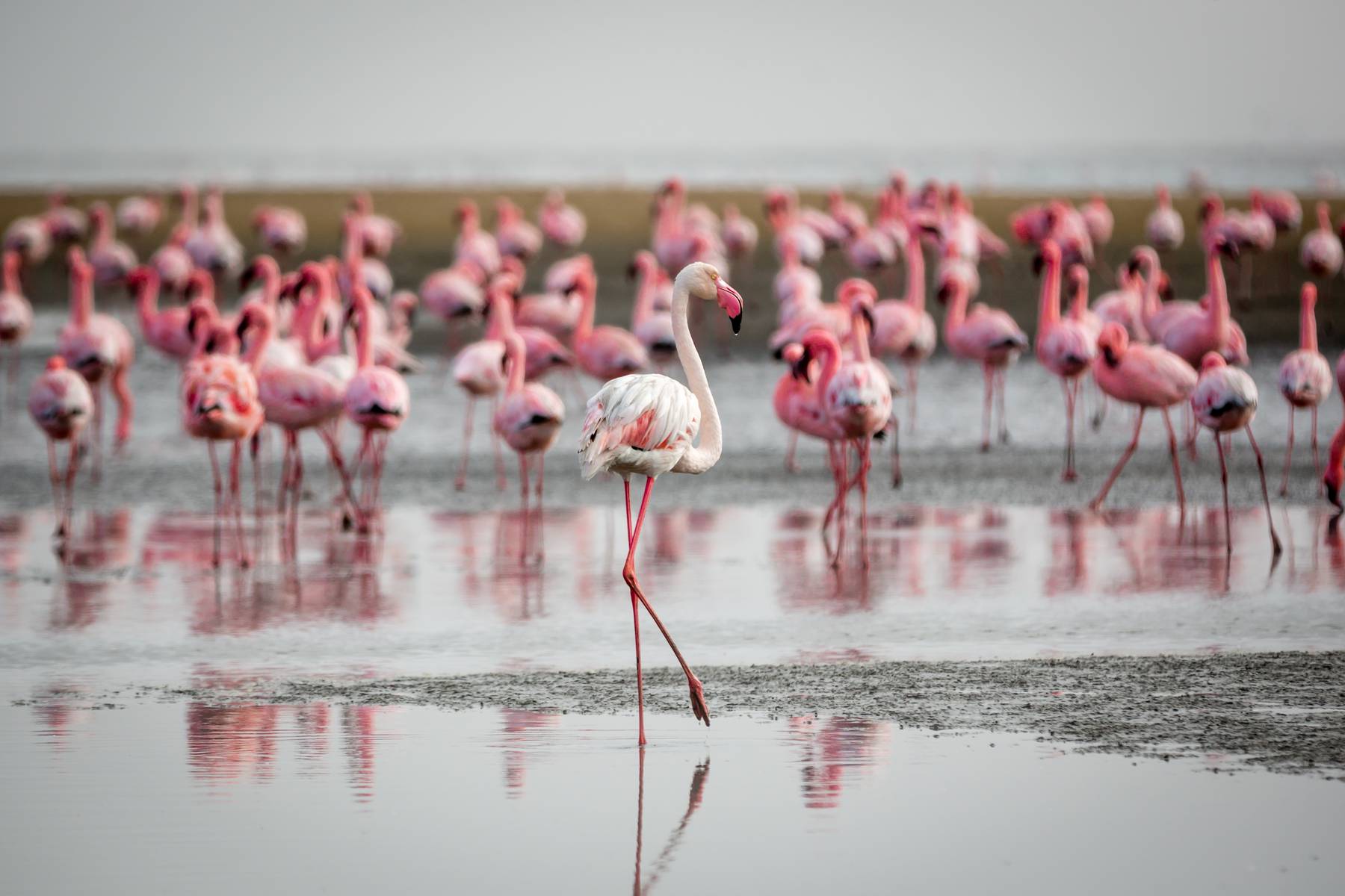 Upplev flamingos och många andra djur vid Walvis bay