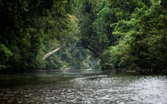 Taman Negara är ett av världens äldsta regnskogar