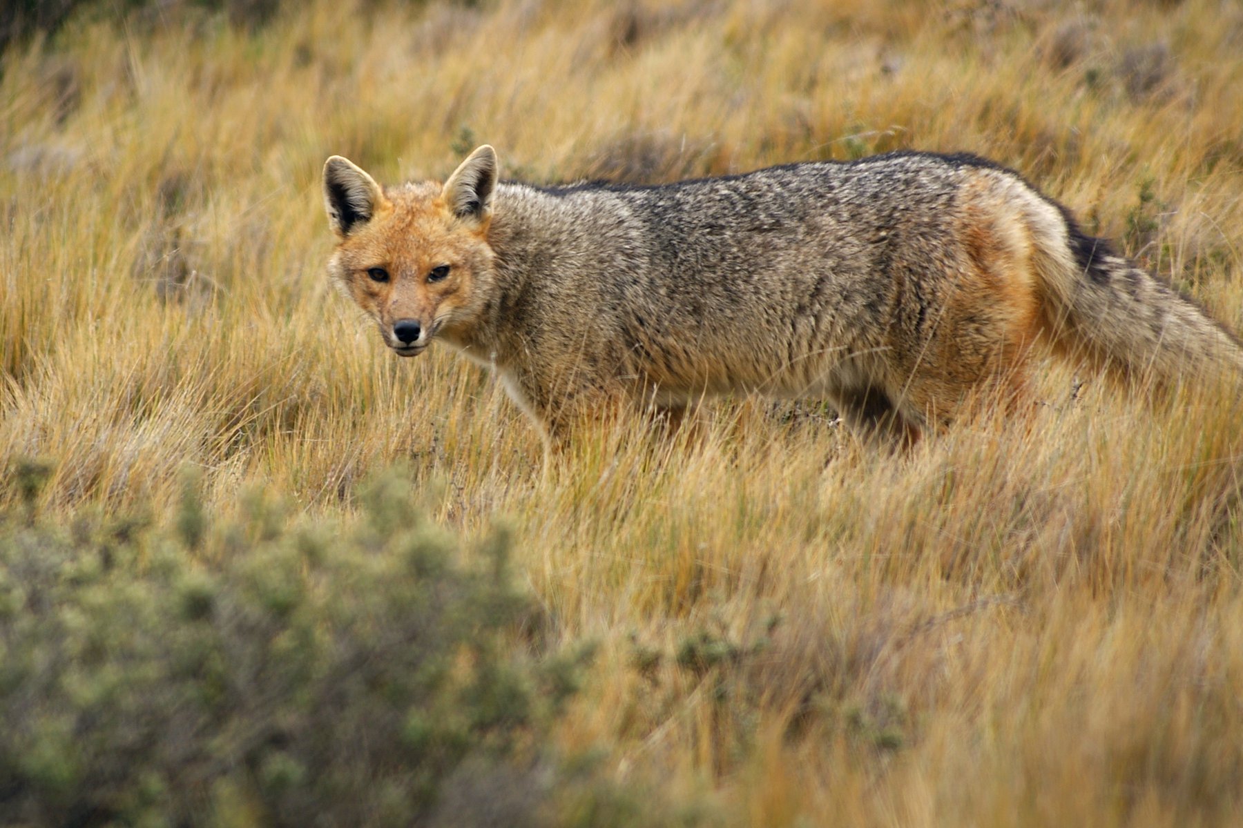 Patagonien är hem för en unik samling vilda djur