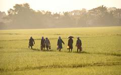 Arbetare på risfält