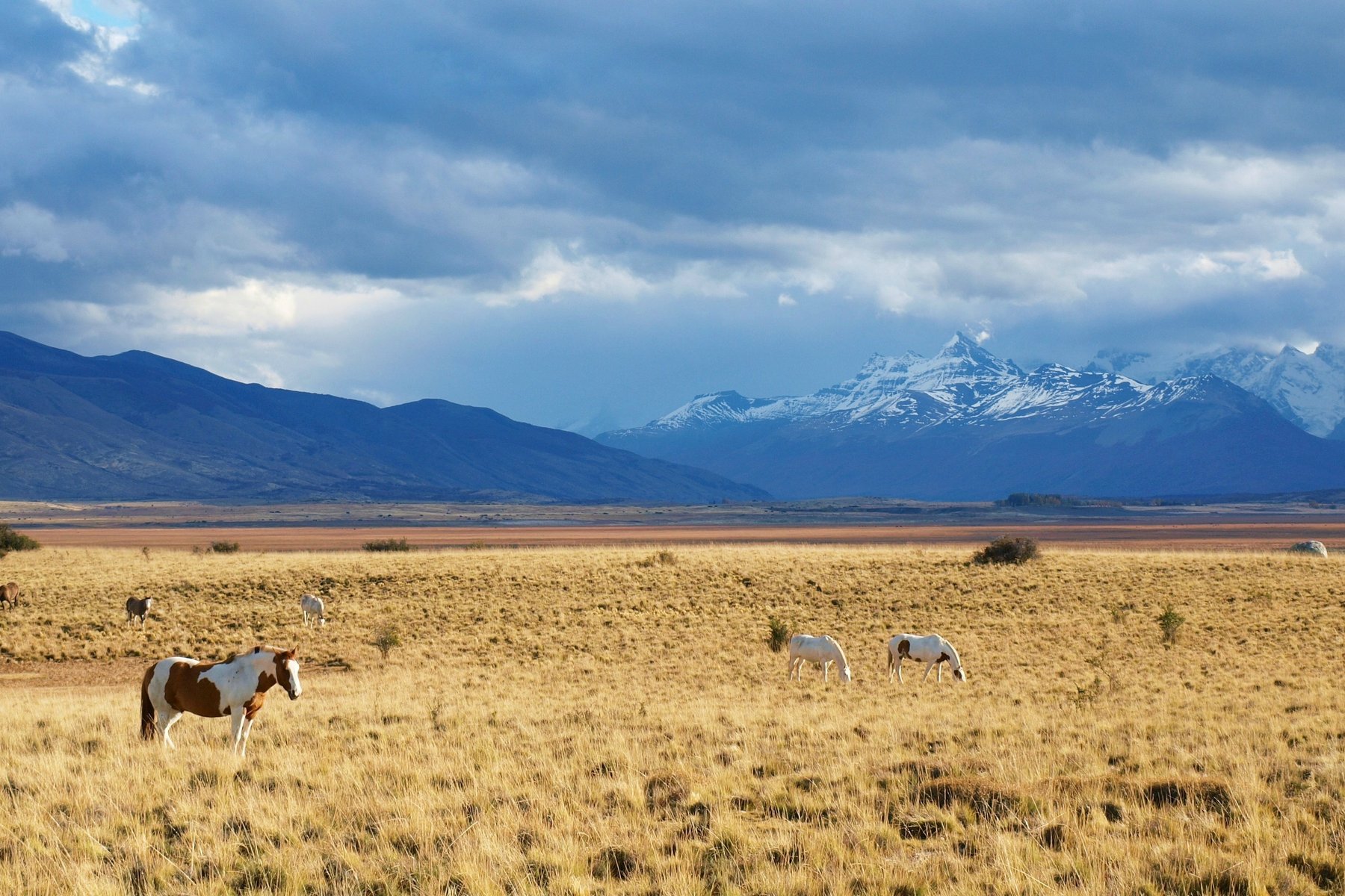 Den väldiga stäppen i Patagonien