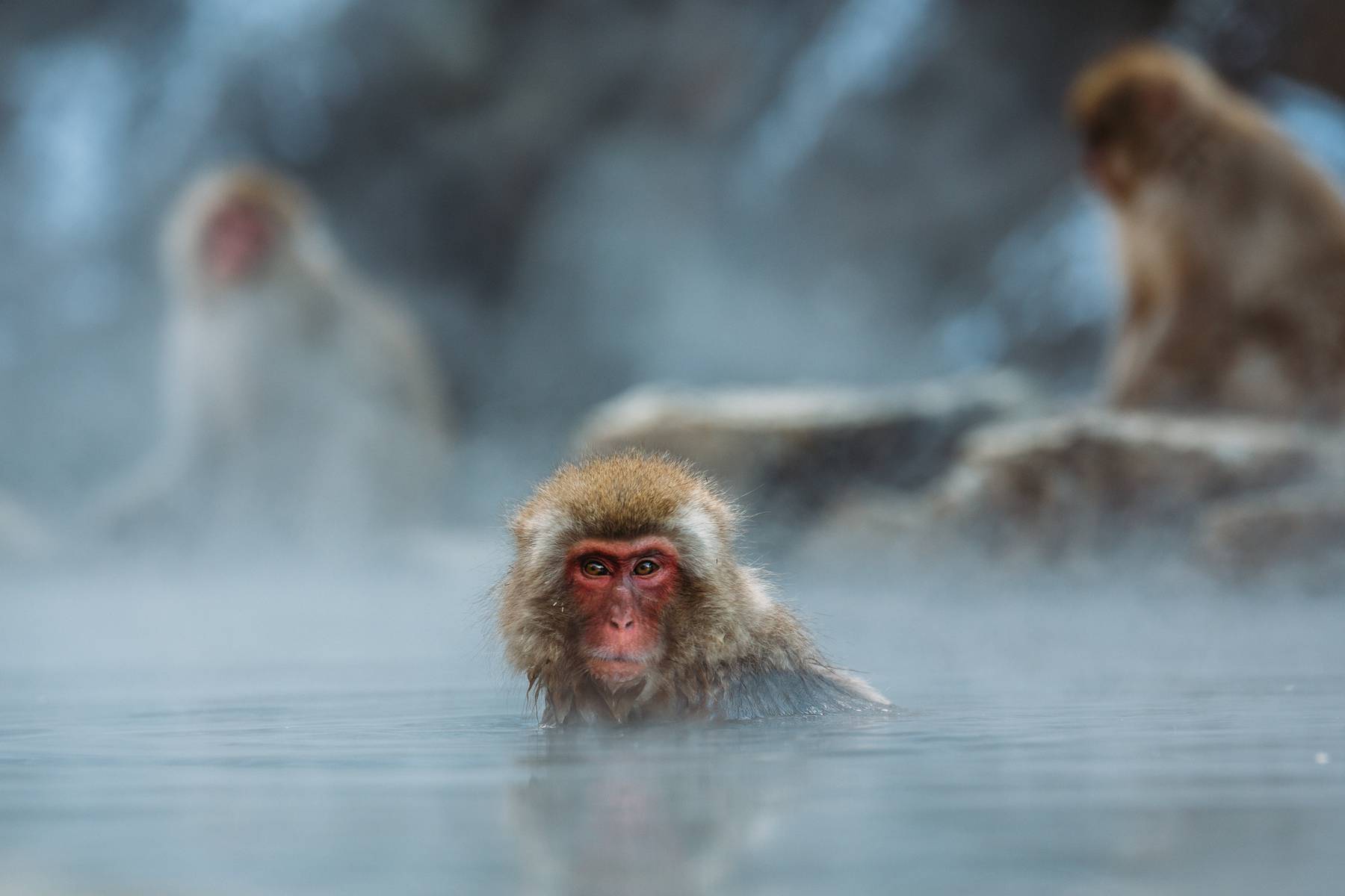 Den japanska makaken (snöapan) lever på tre av Japans fyra stora öar