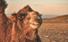 Resa Mongoliet Baktriska kamelen