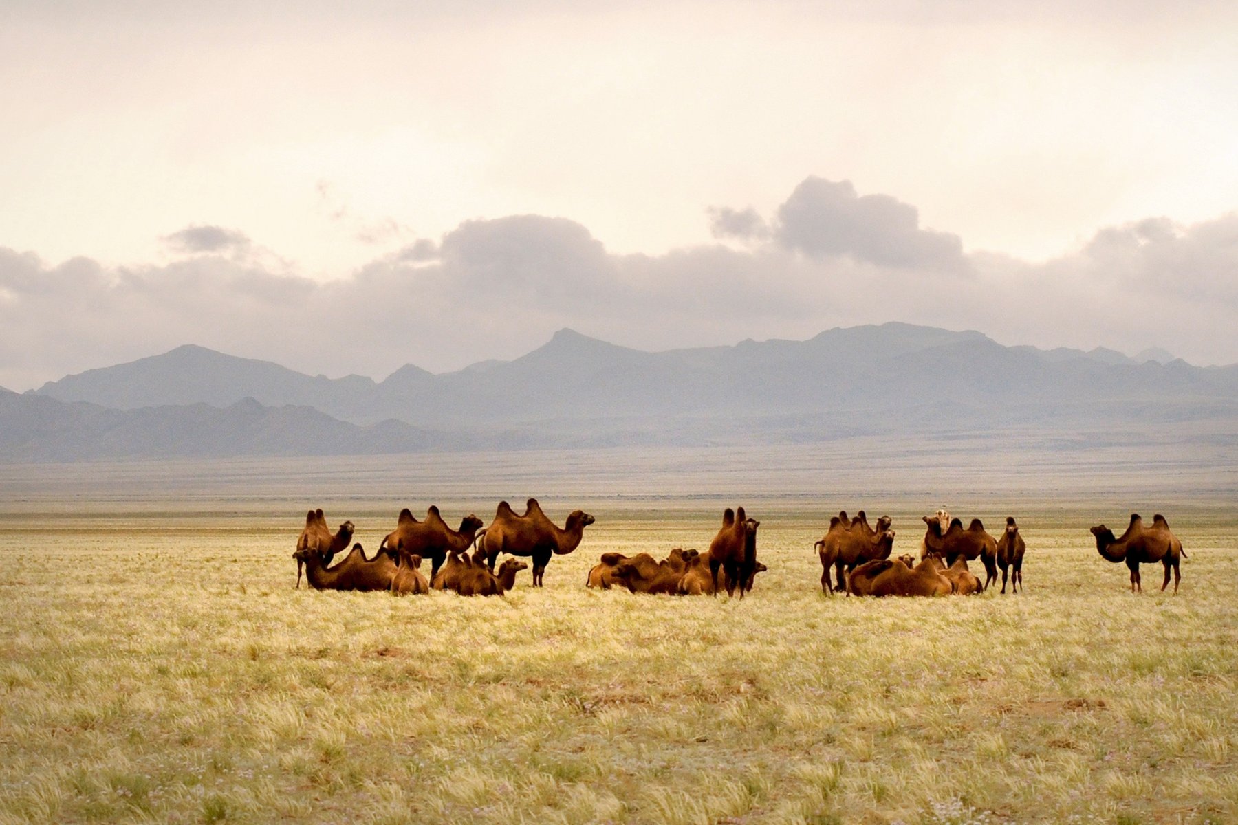 Närkontakt på de mongoliska stäpperna