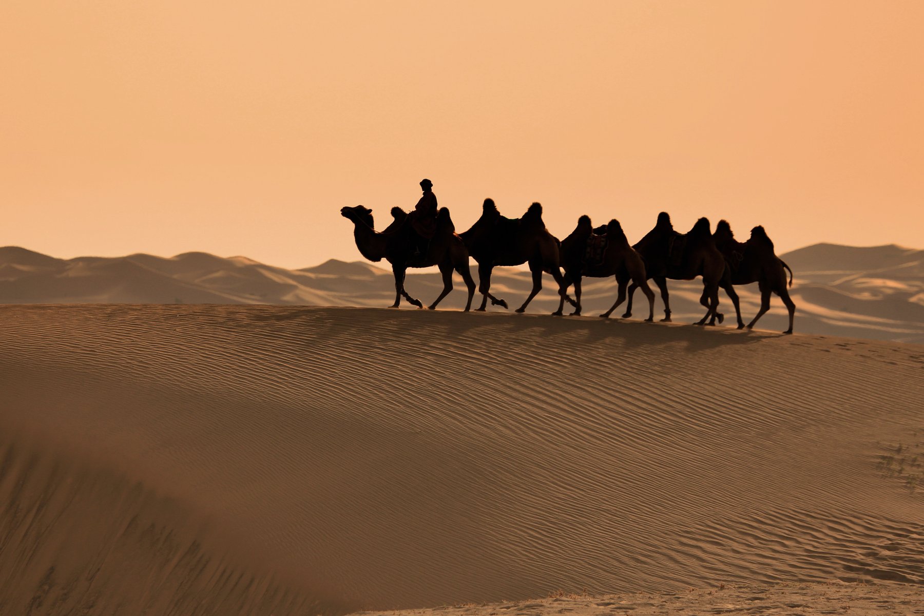 Du rider på baktriska kameler vid Khongoryn Els i Gobiöknen