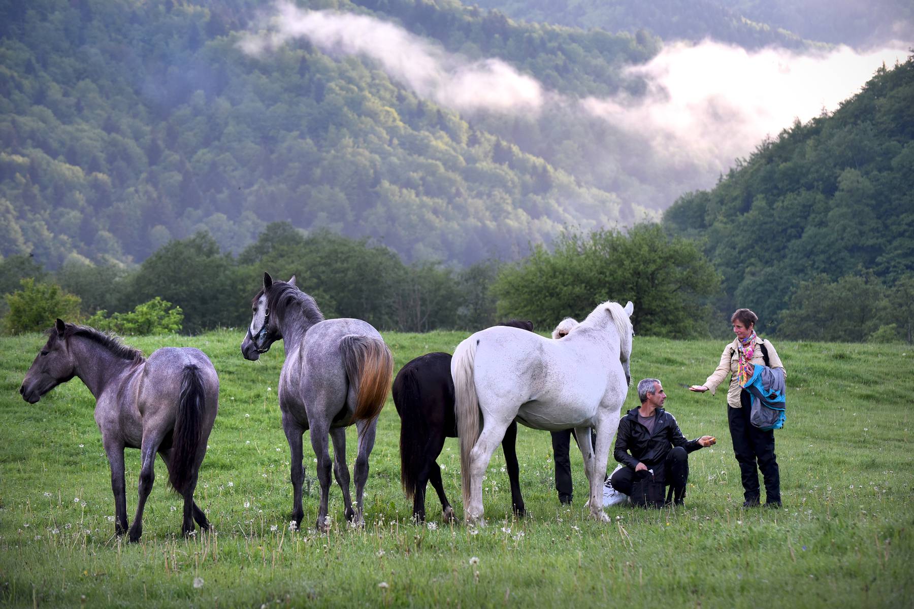 Närkontakt med hästar under vandring nära Zarnesti