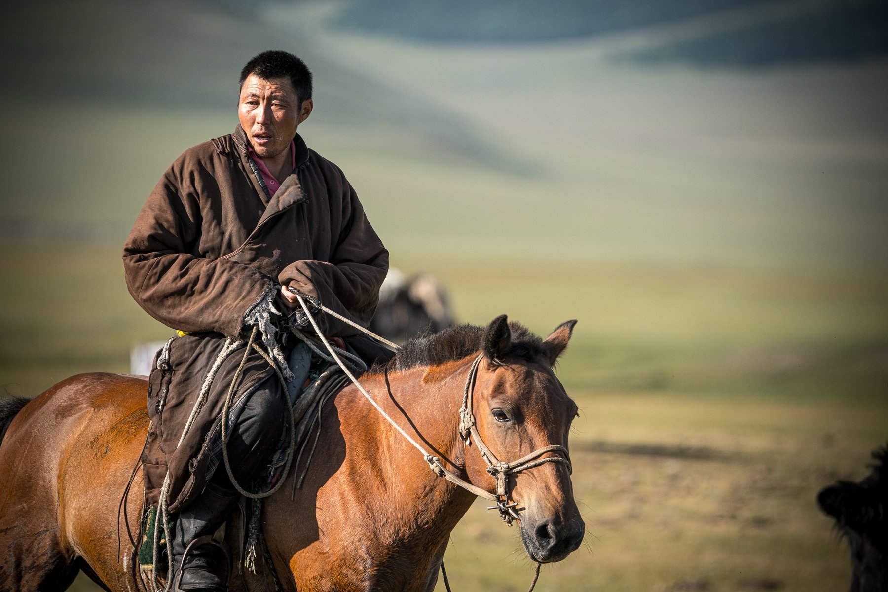 Hästen är en central del av många mongolers liv