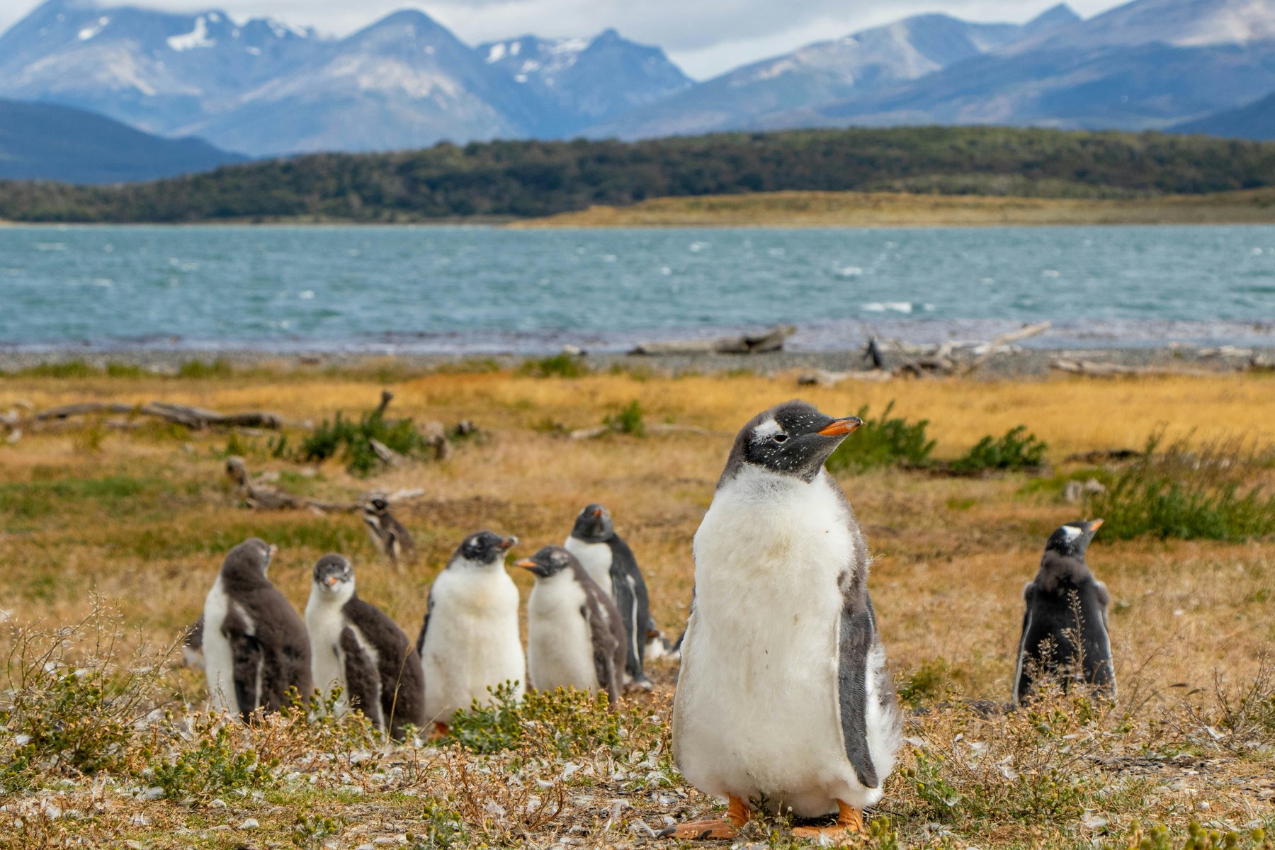 Pingviner vid Isla Martillo