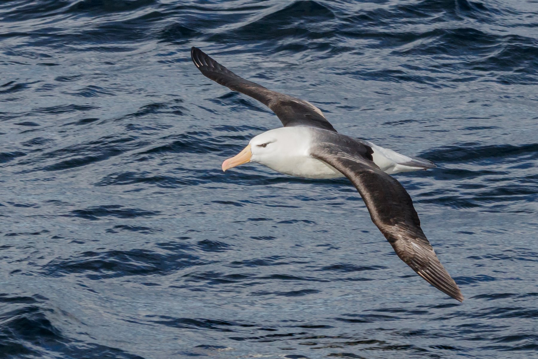 Svartbrynad albatross är en vanlig syn på resan