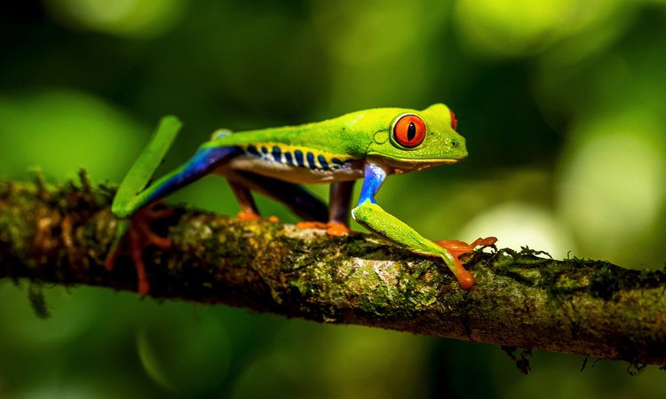 Den Rödögda bladgrodan har blivit en symbol för Costa Ricas djurliv